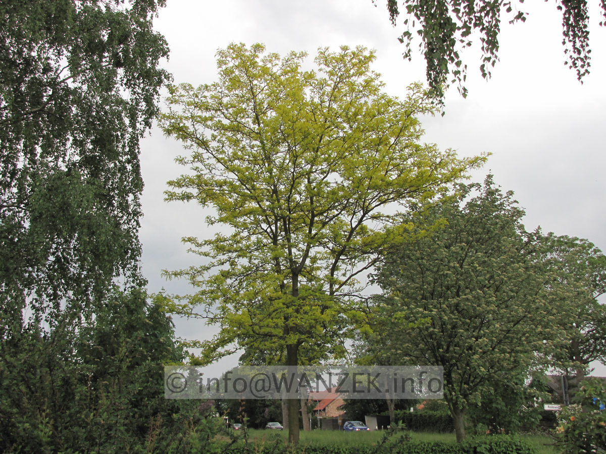 Gleditsia triacanthos Sunburst - Baum im Austrieb.JPG